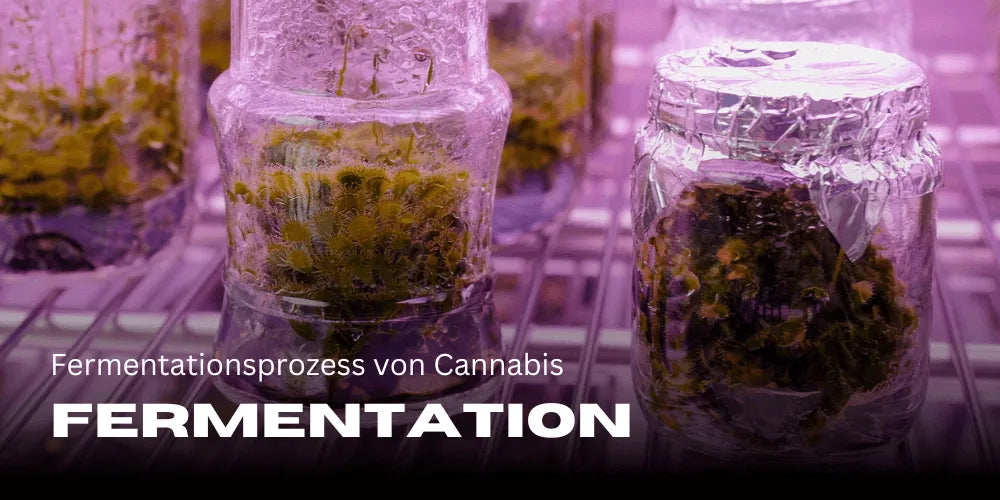 Fermentatie van Cannabis