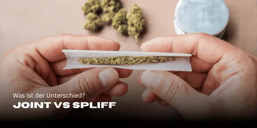 Porro vs Spliff Bloemen de cannabis en el fondo desenfocado y en primer plano un porro que se está liando.