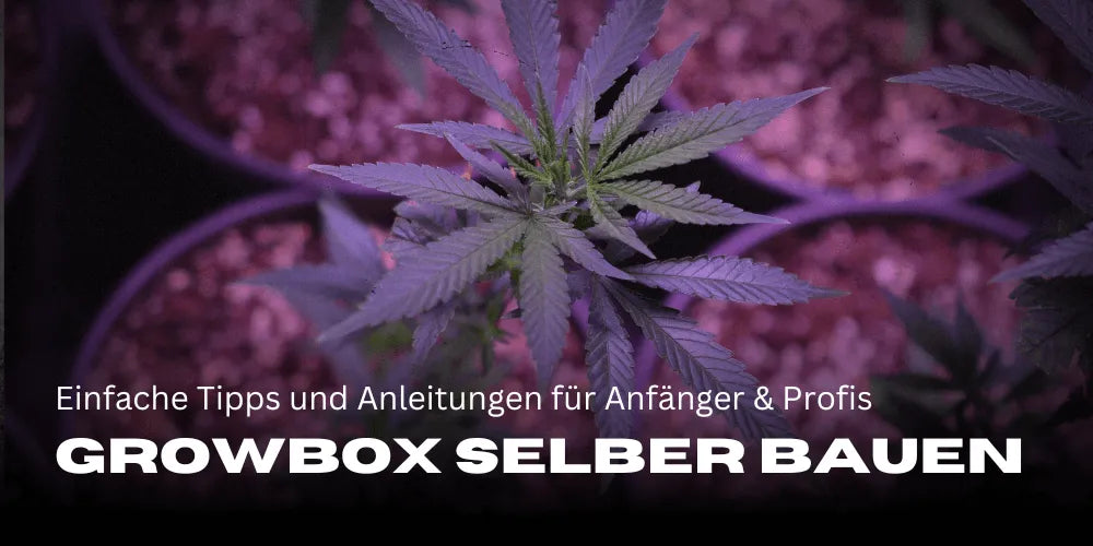 Growbox zelf bouwen: Eenvoudige tips en handleidingen voor beginners en gevorderden