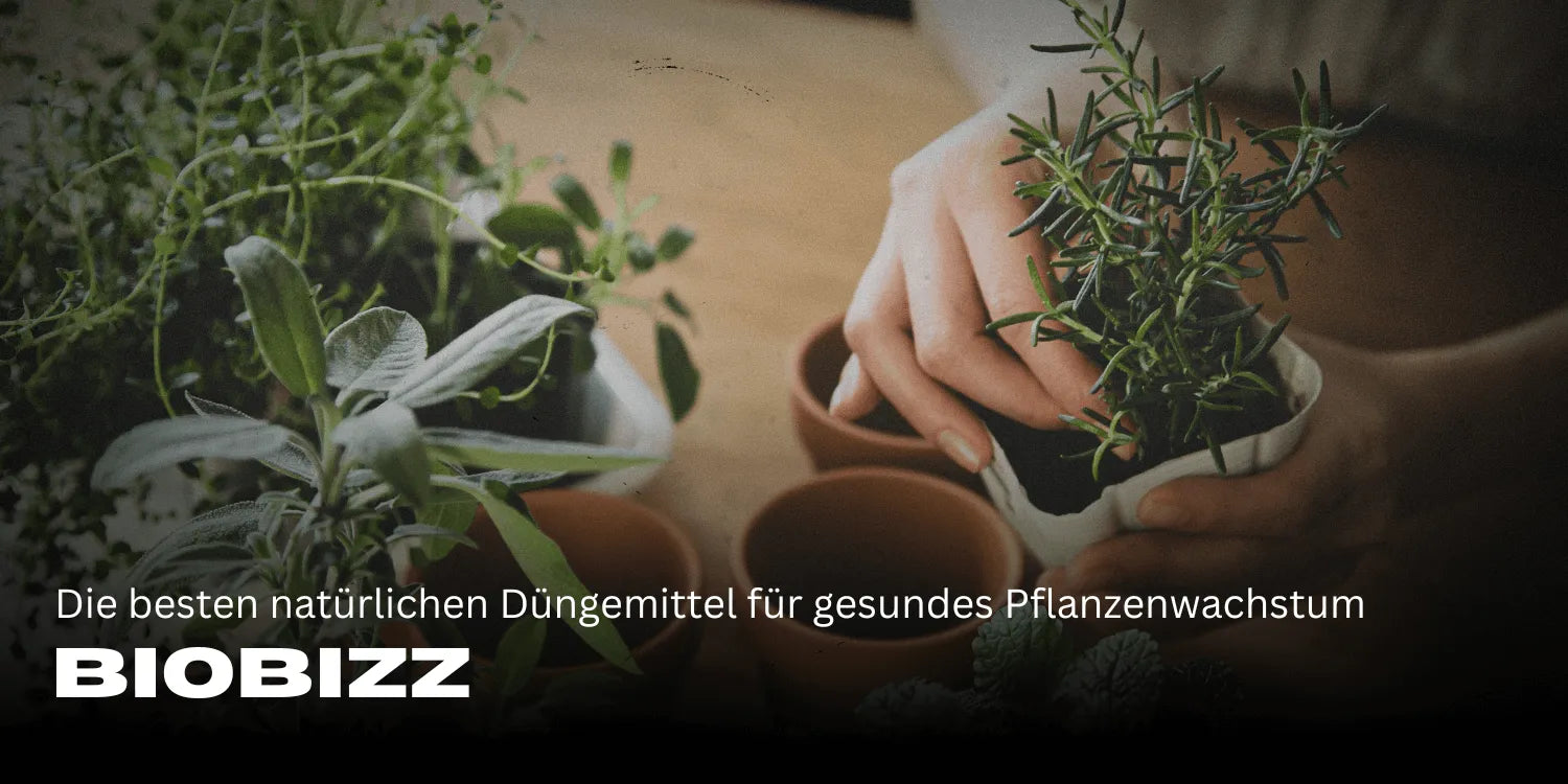 Biobizz: Cele mai bune îngrășăminte naturale pentru o creștere sănătoasă a plantelor