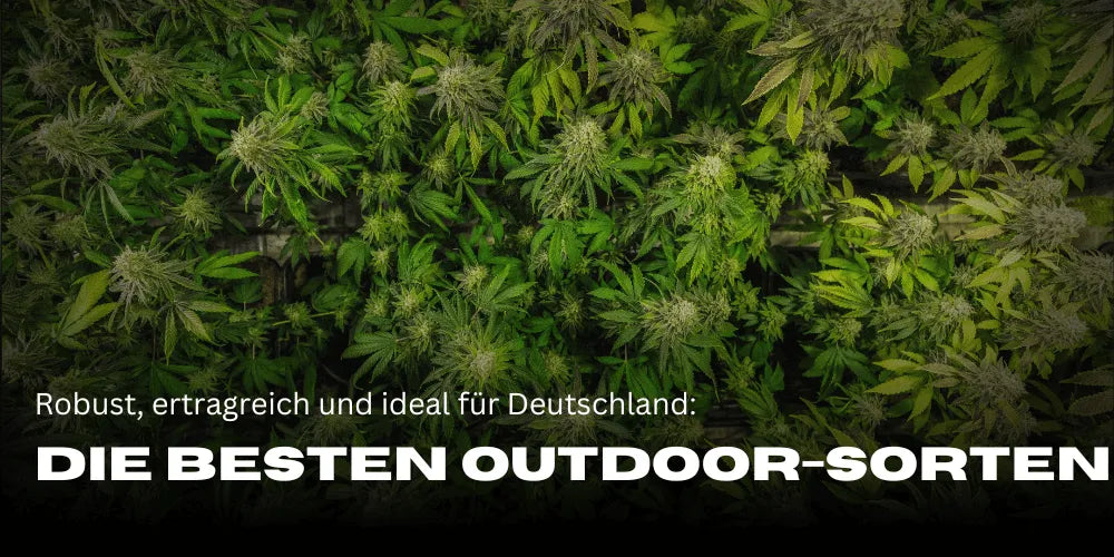 Descubre las mejores variedades de cannabis outdoor en Alemania-Smagro GmbH