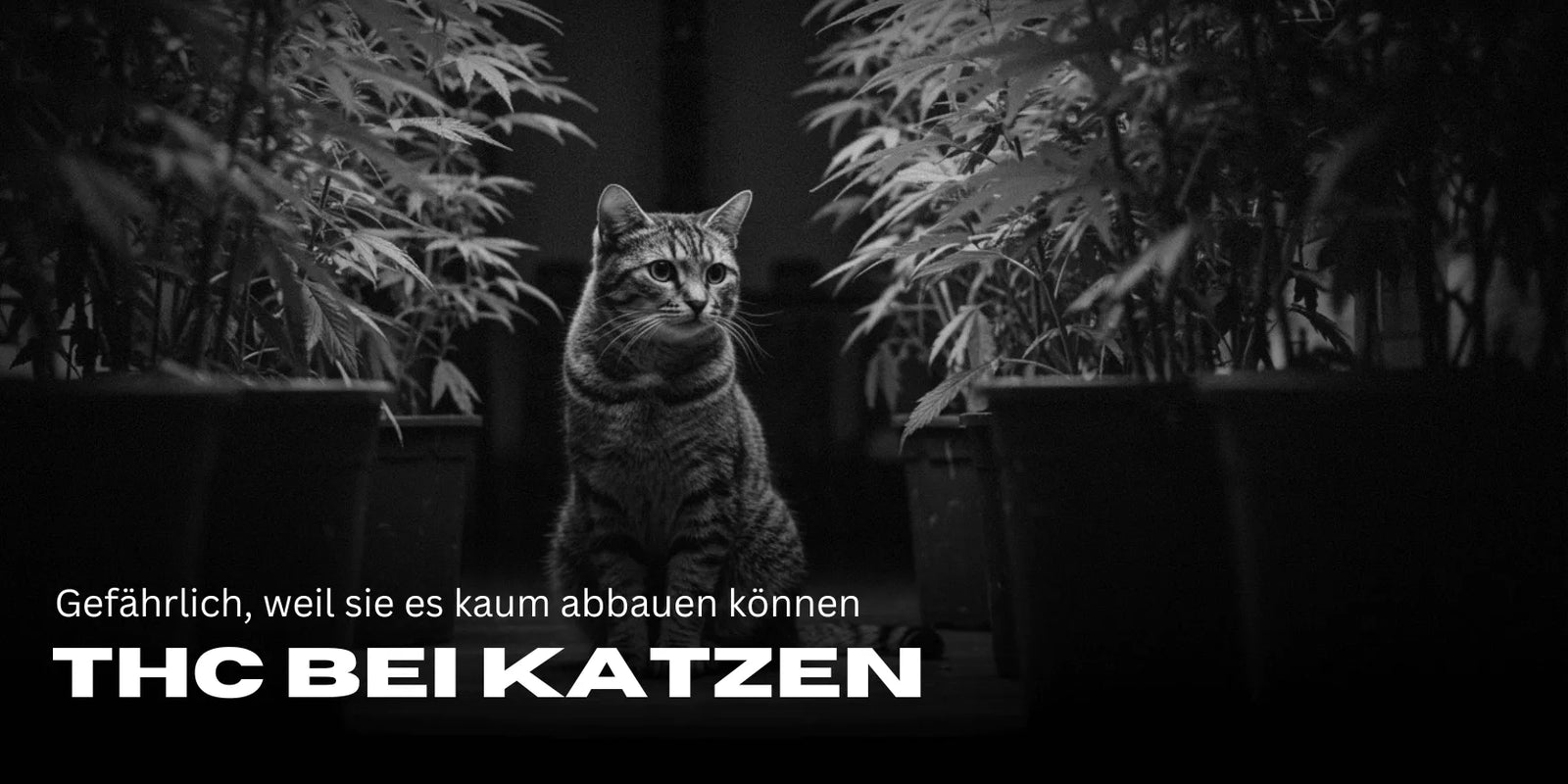 THC en gatos, ¿qué peligros existen?