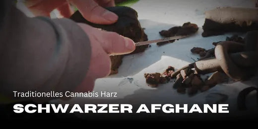 Depiction of Black Afghan Hash being cut open. Hashish