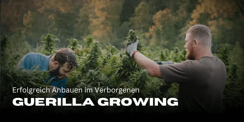 Guerilla Growing: Succesvol Kweken in het Verborgen