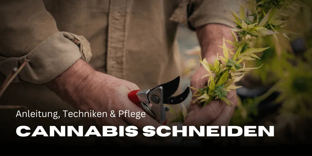 Cannabis knippen: handleiding, technieken & verzorging