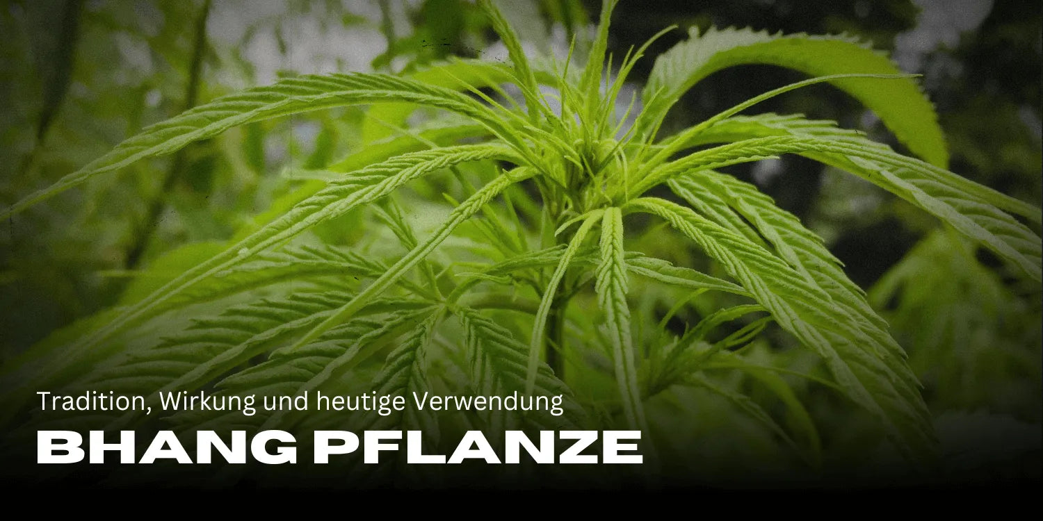 Bhang növény: hagyomány, hatás és mai felhasználás