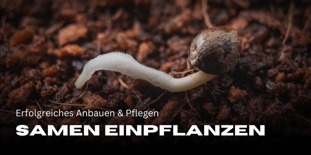 Cannabis zaden planten: succesvol kweken en verzorgen