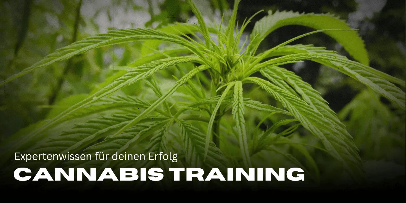 Cannabis Training: Expertkennis voor jouw succes