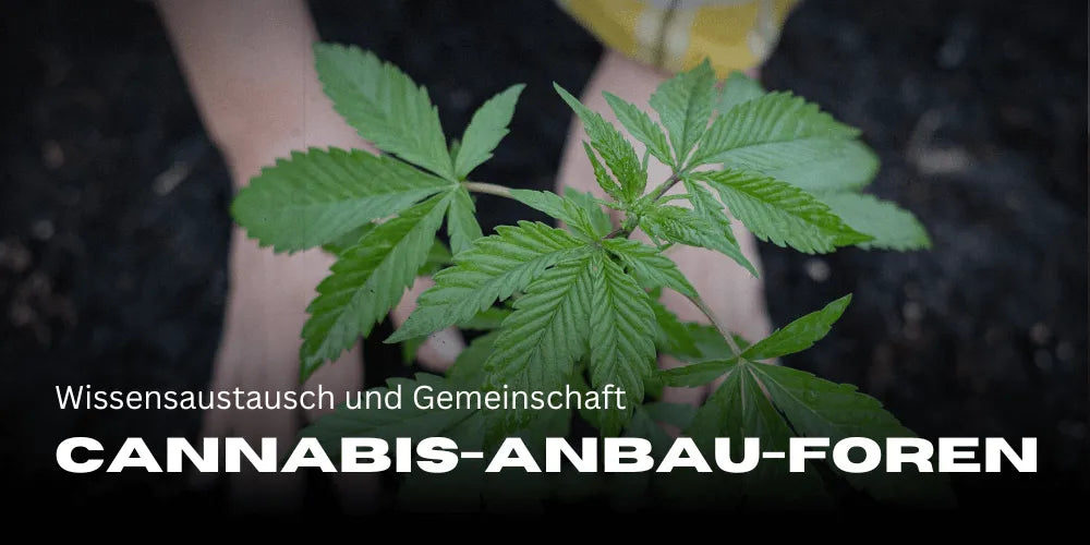 Foros de cultivo de cannabis: intercambio de conocimientos y comunidad