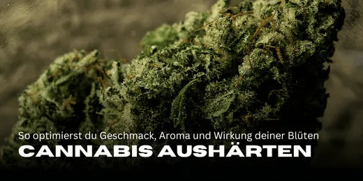 Durcissement du Cannabis
