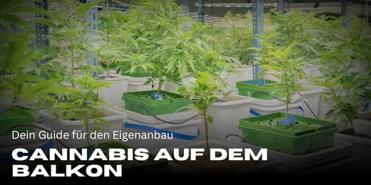 Cultivă canabis pe balcon – Ghidul tău pentru auto-cultivare – Smagro GmbH