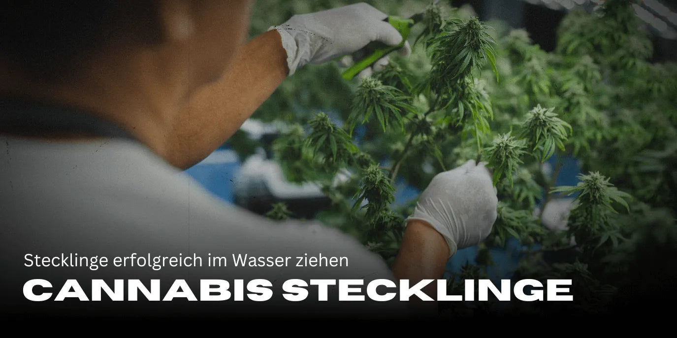 Stekjes succesvol in water laten groeien: Stapsgewijze handleiding voor gezonde planten
