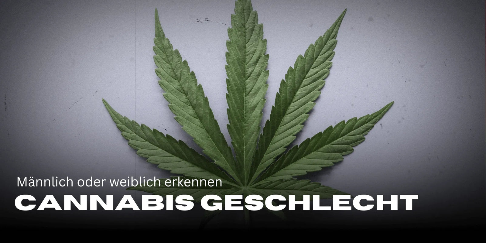 Kannabisz nemének felismerése, kannabisz nemének meghatározása
