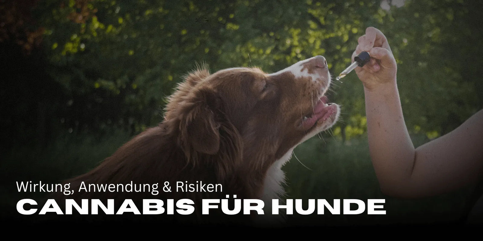 Cannabis voor honden