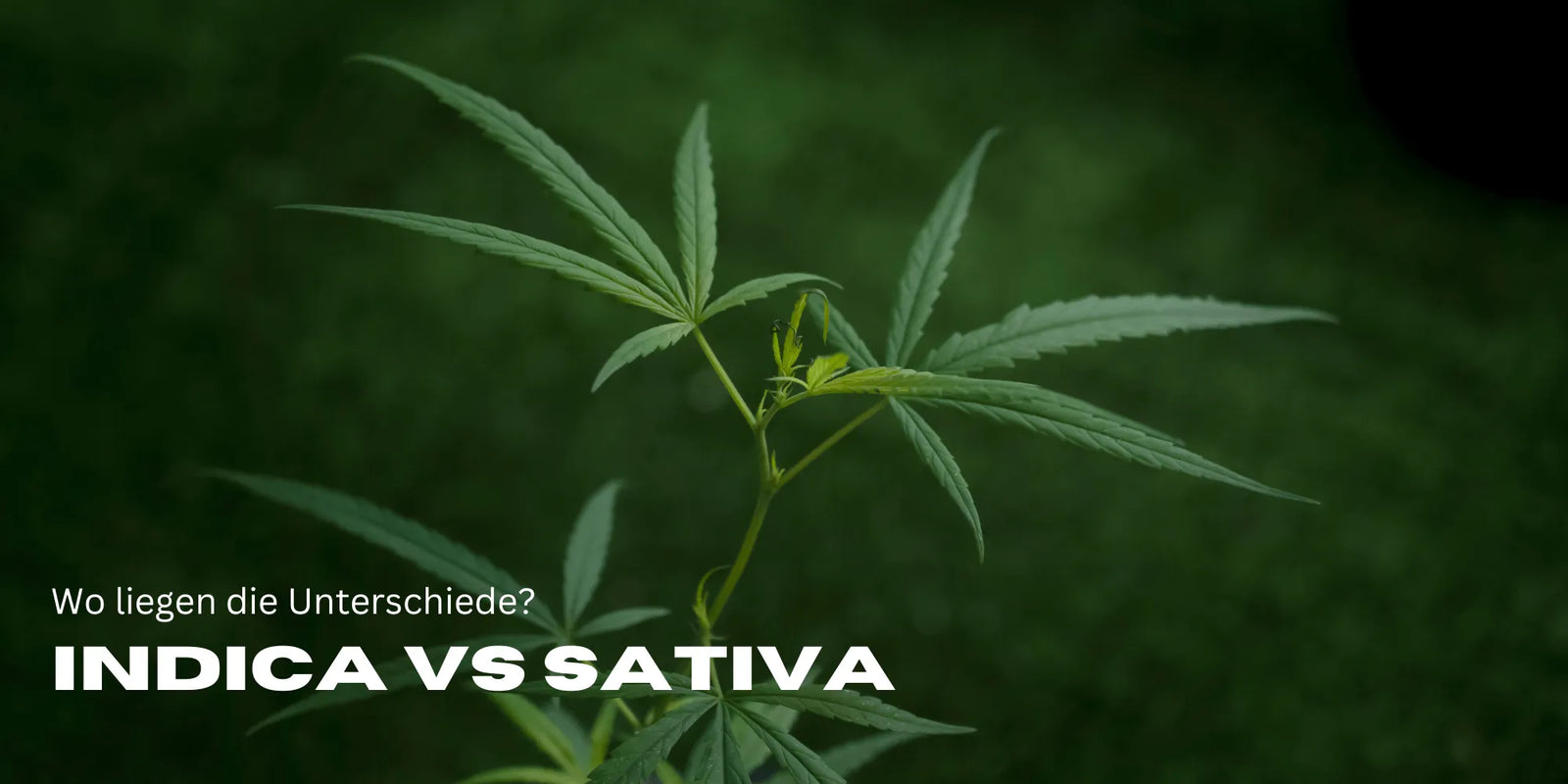 Indica vs. Sativa – Which is better? The big Cannabis Check! - Smagro GmbH