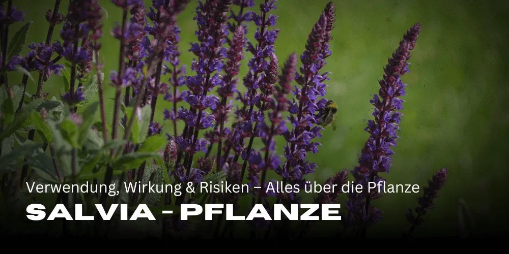 Salvia: uso, efectos y riesgos – Todo sobre el versátil género de plantas