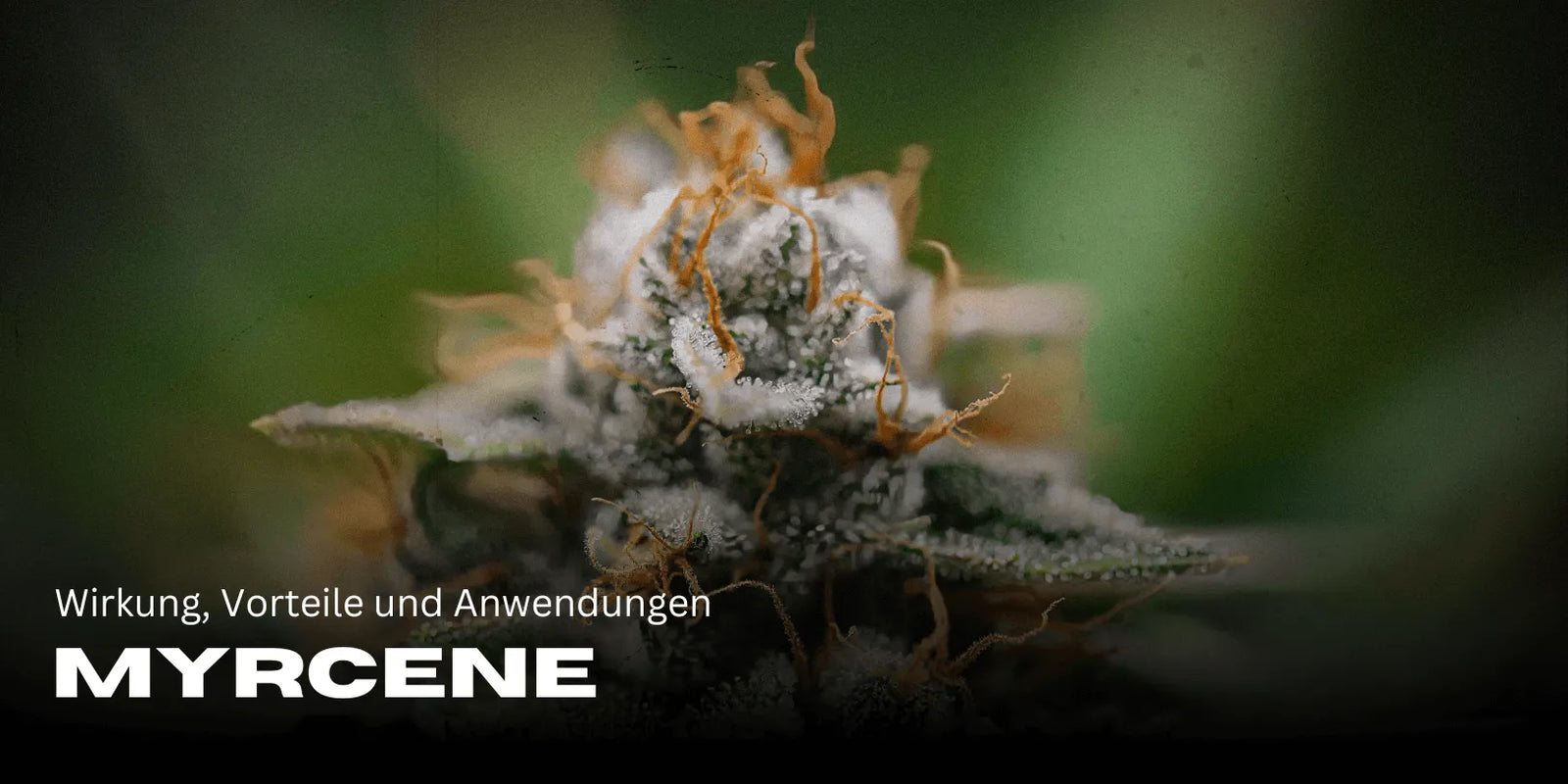 Myrcène : effets, bienfaits et utilisations du terpène-Smagro GmbH