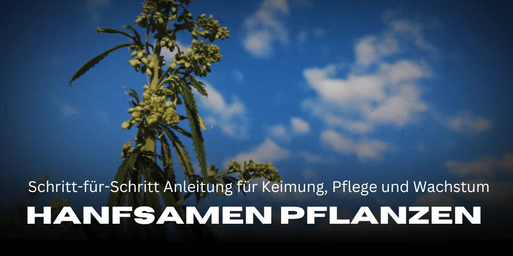Hennepzaden planten: Stapsgewijze handleiding voor kieming, verzorging en groei
