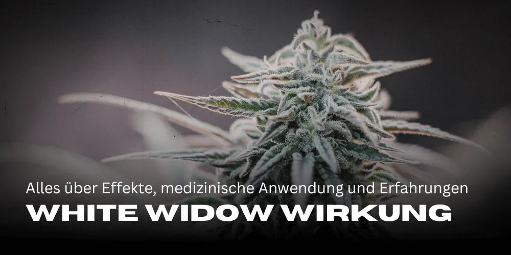 White Widow effects: Everything about effects, medical application, and experiences