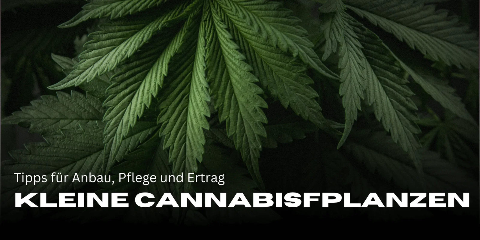 Kleine cannabisplanten: tips voor kweek, verzorging en opbrengst - Smagro GmbH
