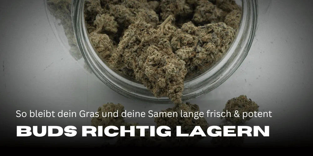 Cannabis goed bewaren: Zo blijven je wiet en je zaden lang vers en potent