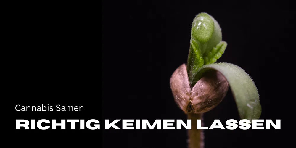 Cómo hacer germinar correctamente las semillas de cannabis