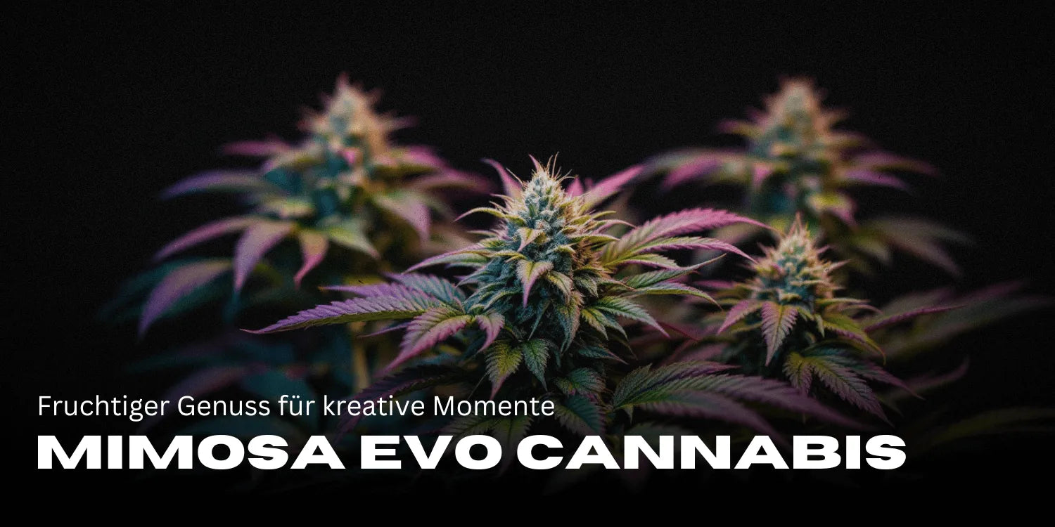 Mimosa Evo Cannabis: Fruitig genot voor creatieve momenten