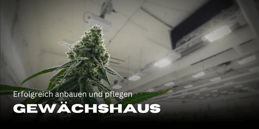 Cannabis in de kas: succesvol kweken en verzorgen