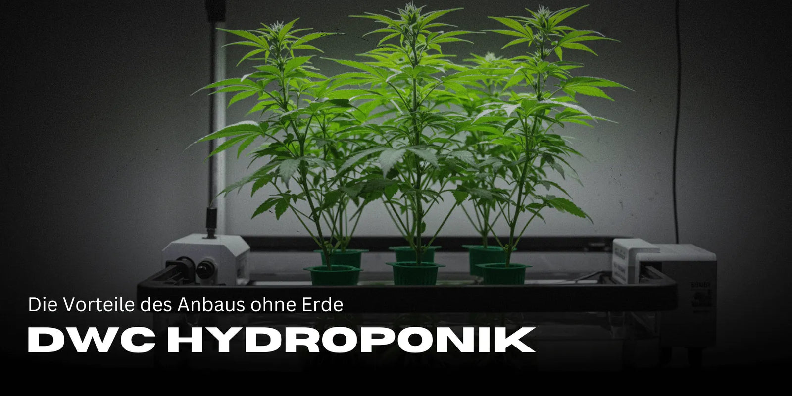 DWC Hydroponics: De voordelen van teelt zonder aarde