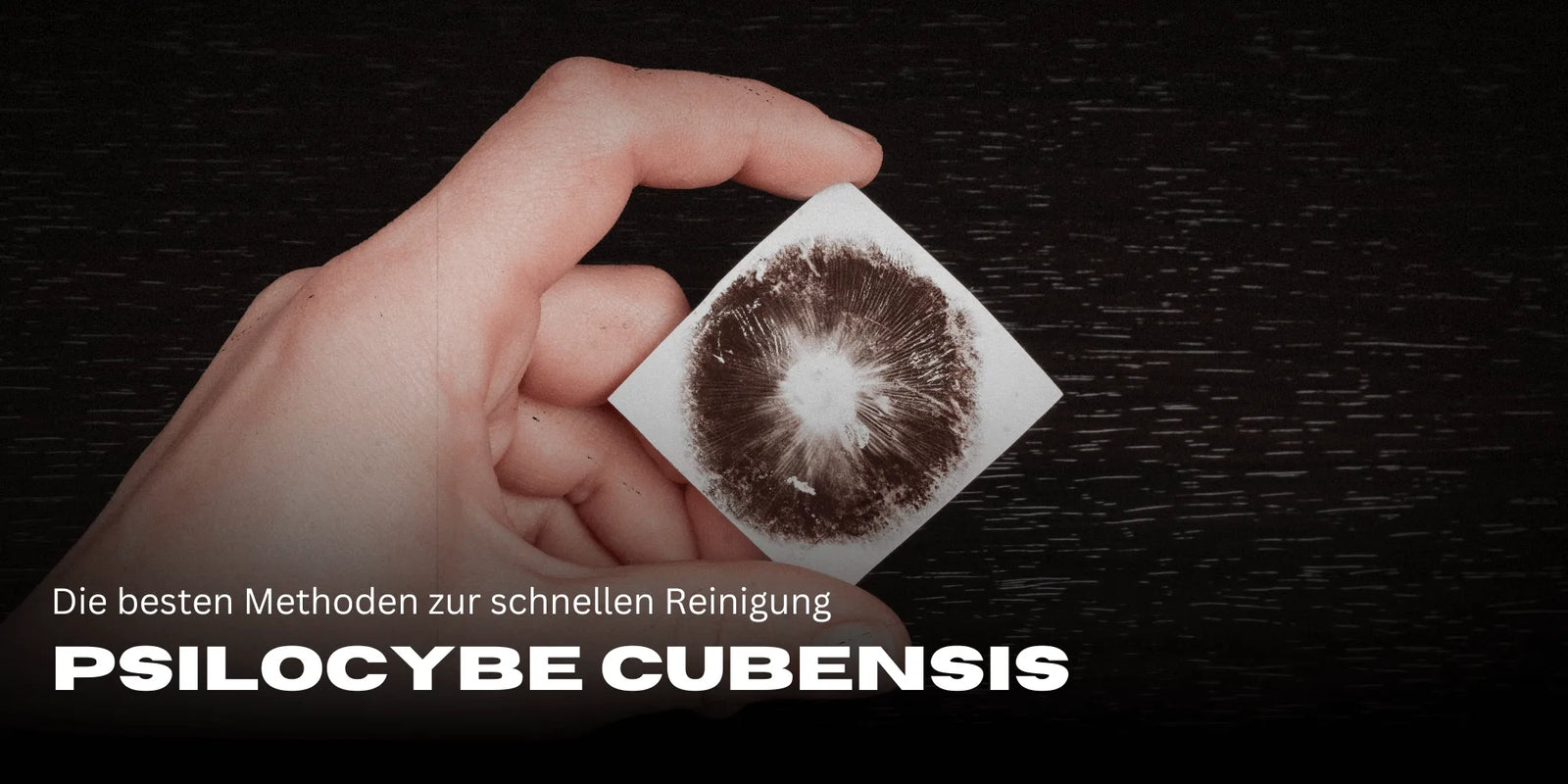 Ciuperci magice, Psilocybe Cubensis
