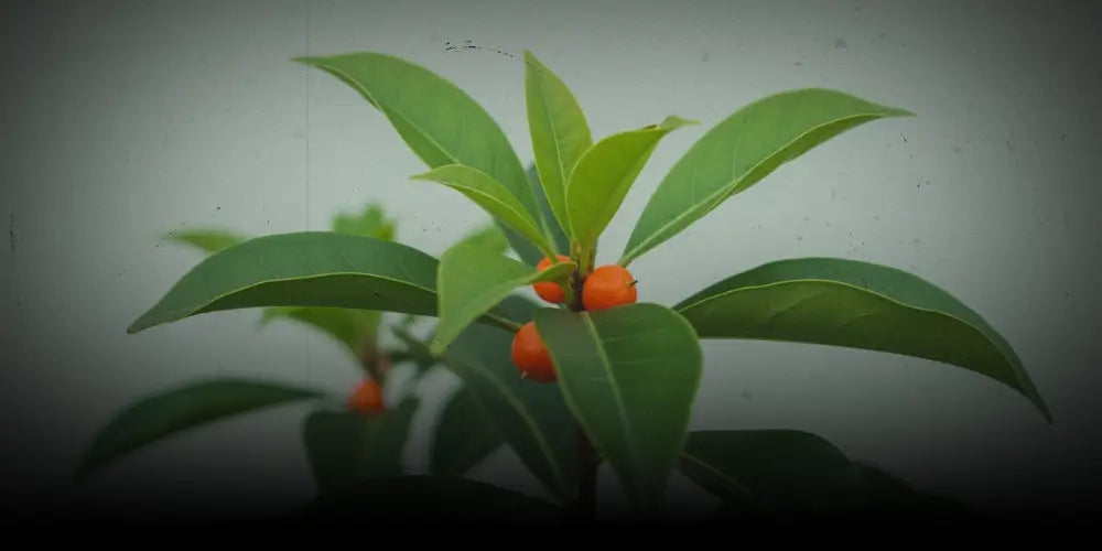 Iboga: Planta, efeitos e contexto cultural