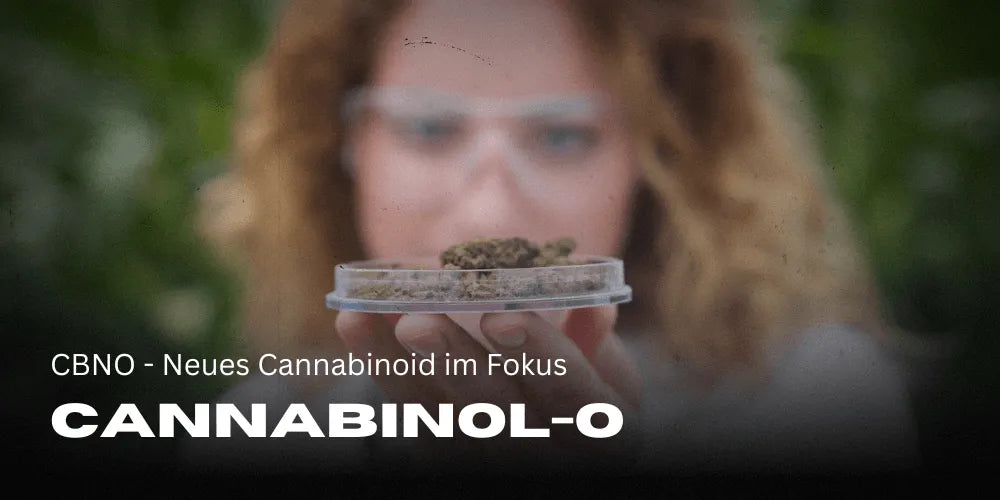 A kannabinol egy új kannabinoid a kannabisz szcénában.