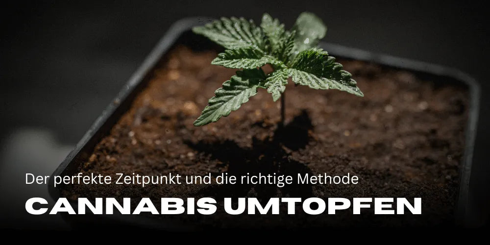Cannabis verpotten: Het perfecte moment en de juiste methode