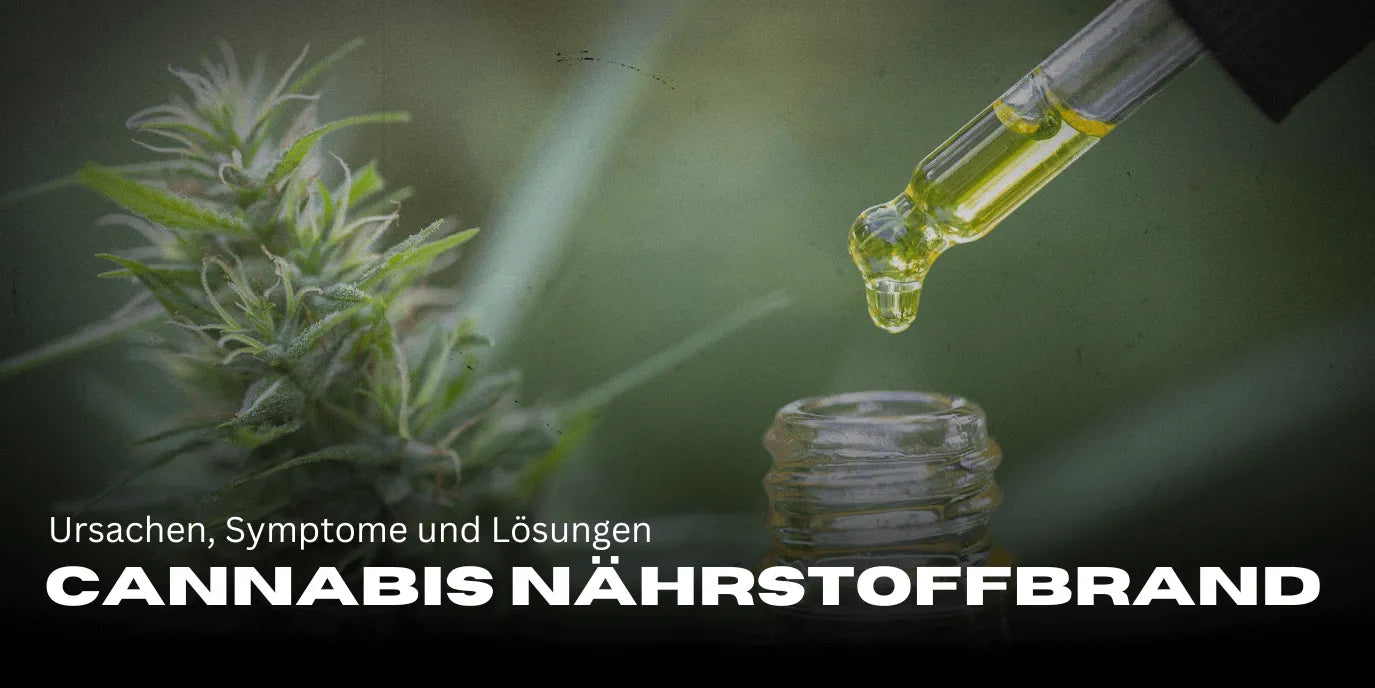 Cannabis voedingsstoffenbrand: oorzaken, symptomen en oplossingen