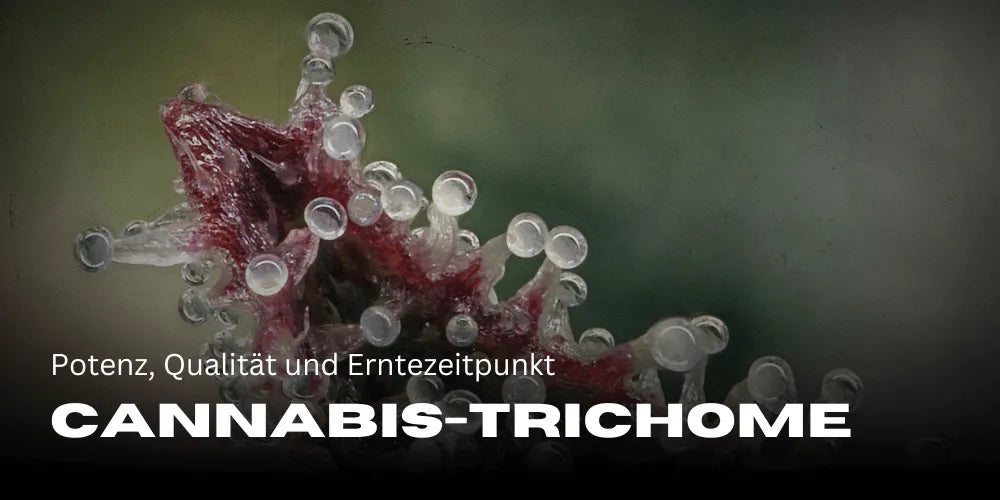 Cannabis-Trichome : puissance, qualité et moment de récolte