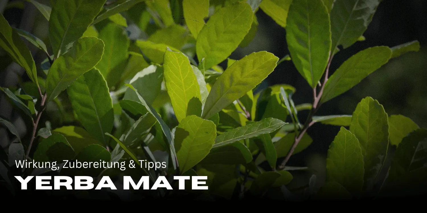 Yerba Mate: Efect, preparare și sfaturi pentru mai multă energie