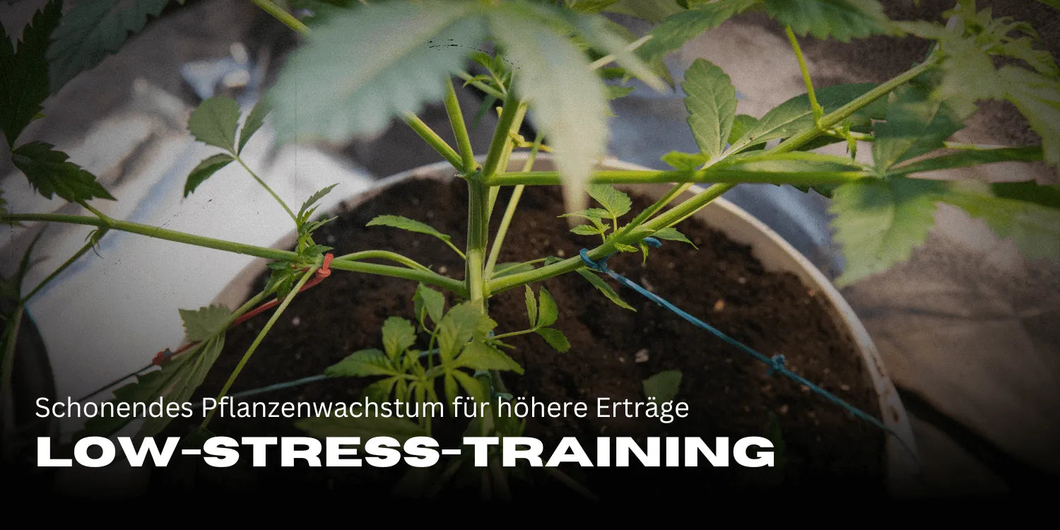 Low-Stress Training (LST) Guide: Gentle Plant Growth for Higher Yields - Smagro GmbH