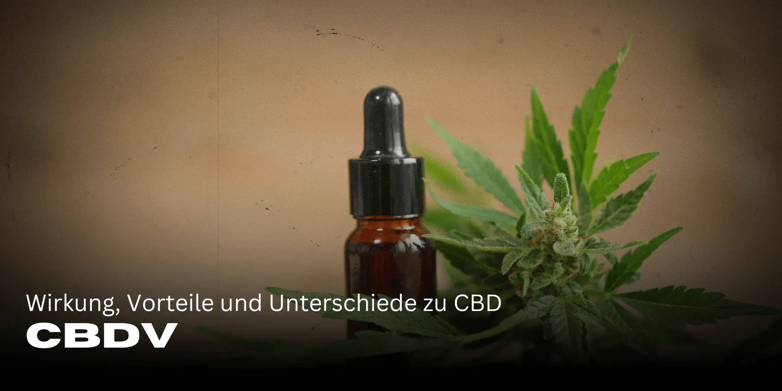 CBDV: Hatás, előnyök és különbségek a CBD-hez képest 🌿-Smagro GmbH