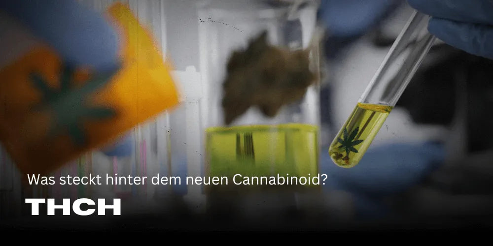 THCH – What is behind the new cannabinoid?