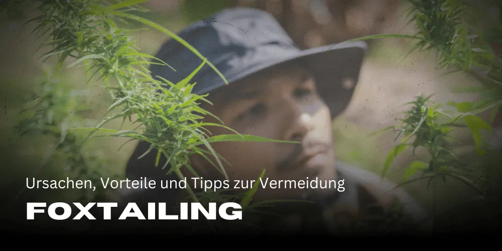 Foxtailing bij cannabis: oorzaken, voordelen en tips om het te voorkomen