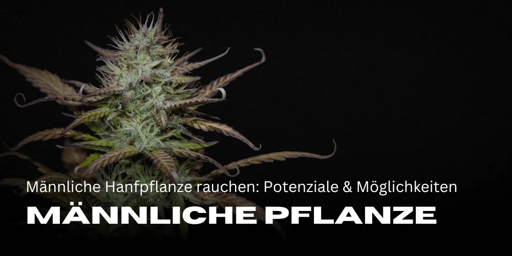 Mannelijke hennepplant roken: Potentieel en gebruiksmogelijkheden