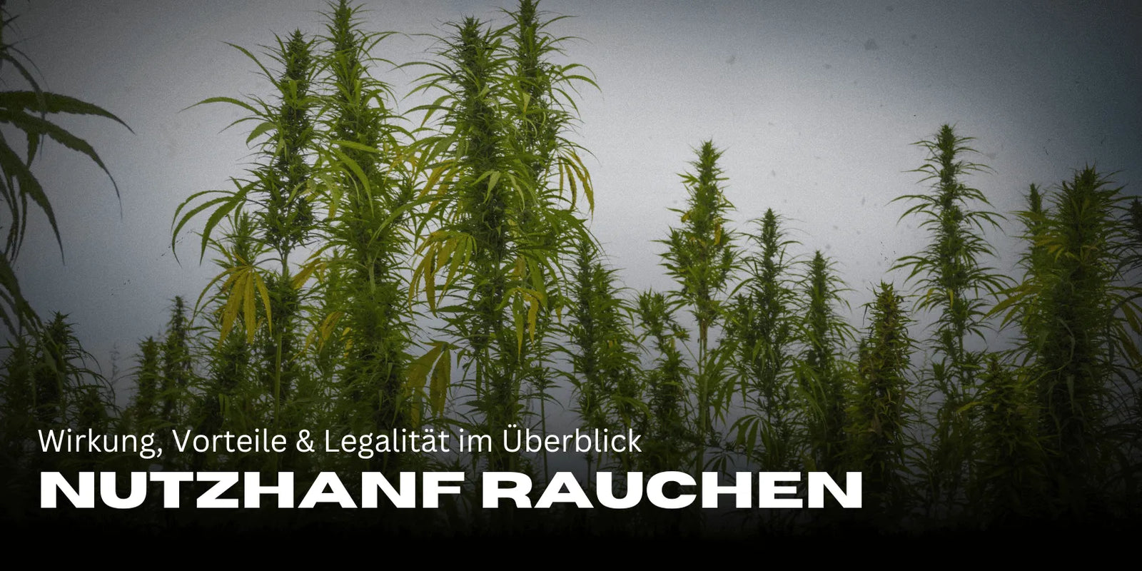 Industrieel hennep roken: Effecten, voordelen & legaliteit in één oogopslag - Smagro GmbH