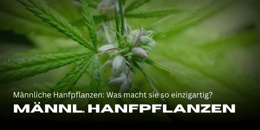Mannelijke hennepplanten: Wat maakt ze zo uniek?