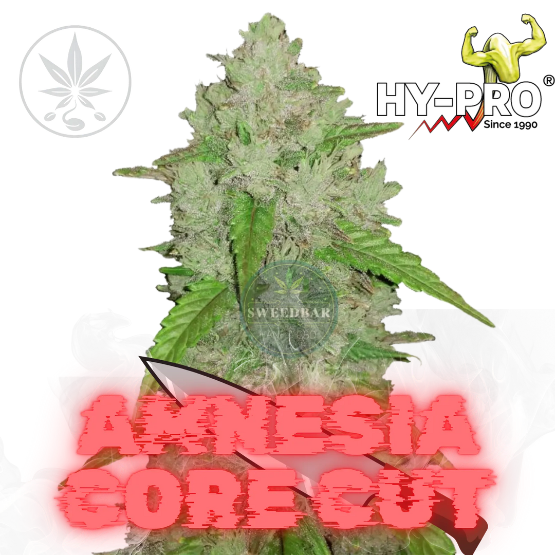 Boutures de Cannabis Amnesia Core Cut