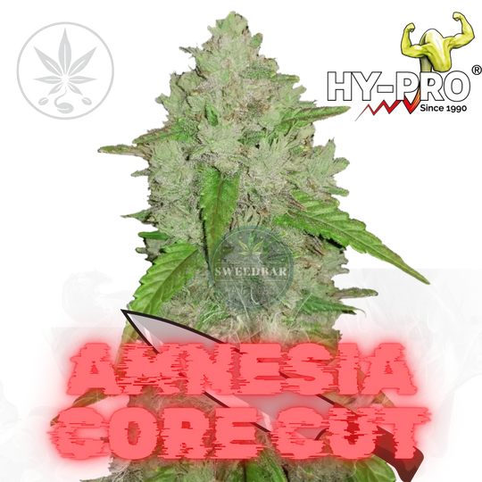 Cannabis Stekken Amnesia Core Cut