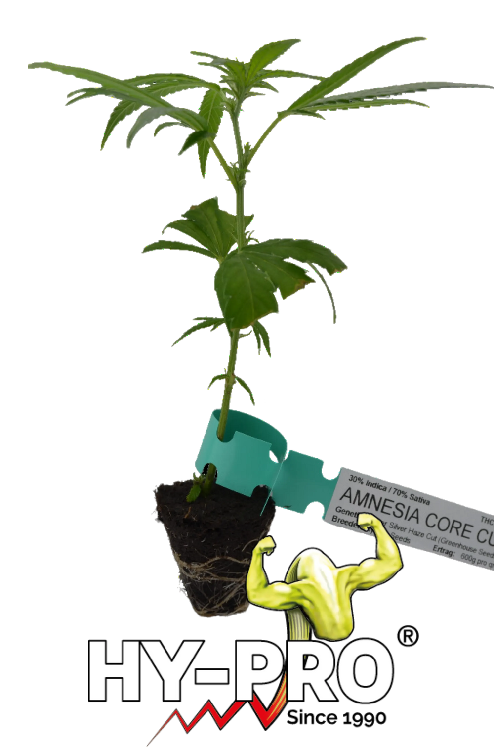 Boutures de Cannabis Amnesia Core Cut