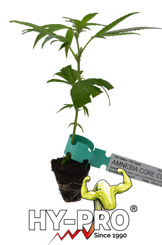 Cannabis Stekken Amnesia Core Cut