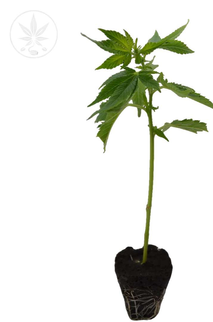 Bouture de Cannabis Apples & Bananas