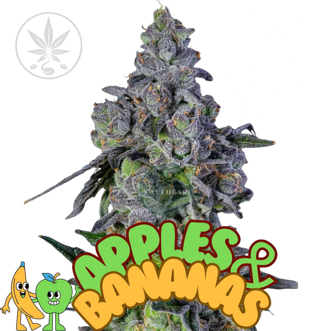 Bouture de Cannabis Apples & Bananas