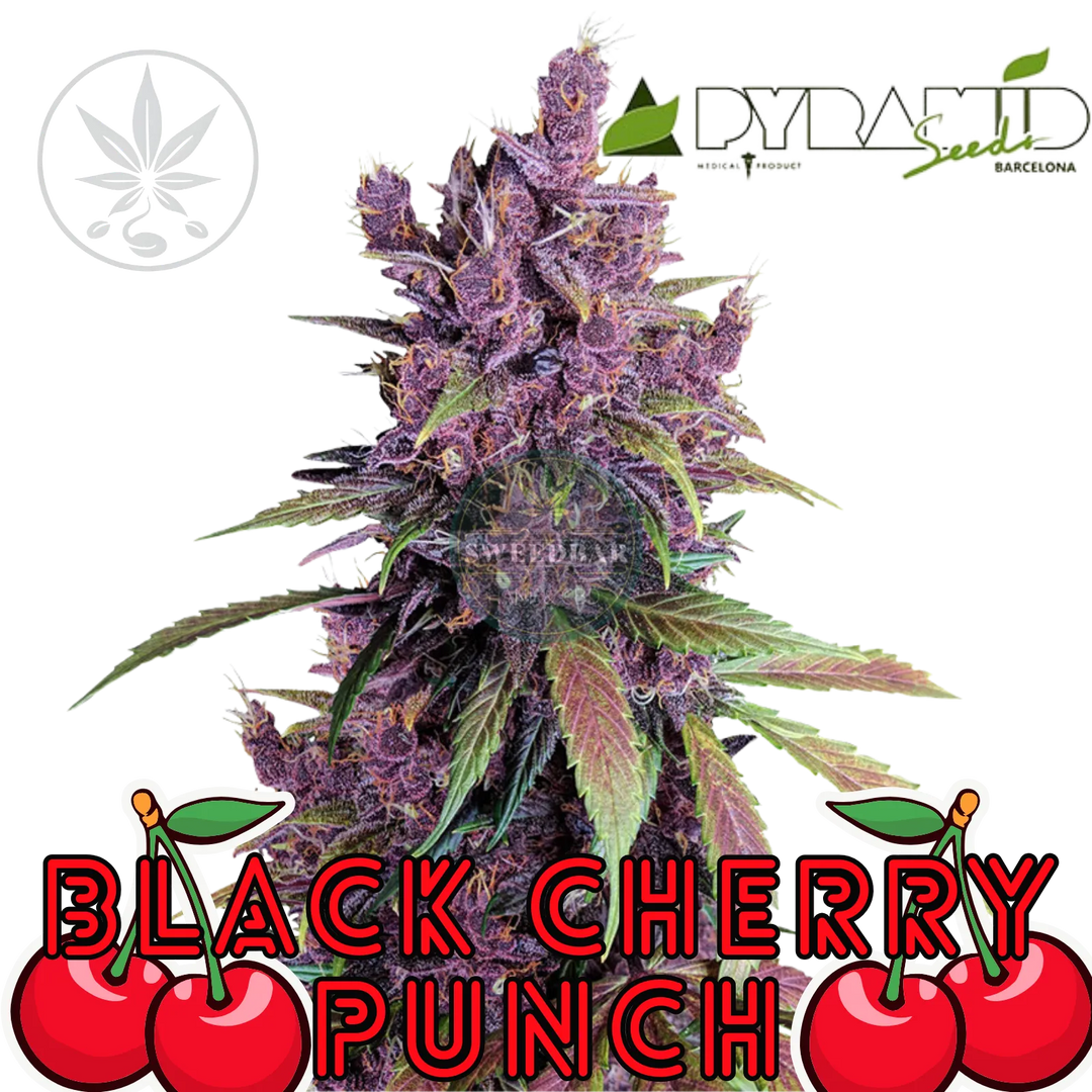 Kannabisz hajtás Black Cherry Punch